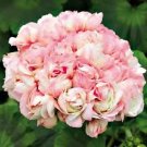 10 PCS Geranium Bonsai Bright Pink & Red Double Petals Seeds
