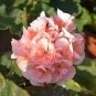10 PCS Geranium Bonsai Bright Pink & Red Double Petals Seeds
