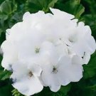 10 PCS Geranium Bonsai Purely White Single Petals Seeds 10 PCS Geranium Bonsai Purely White Single Petals Seeds