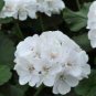 10 PCS Geranium Bonsai Purely White Single Petals Seeds