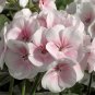 10 PCS Geranium Bonsai Purely White to Light Pink Single Petals Seeds