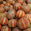 10 PCS Rare Kajari Sweet Melon Fruit Seeds
