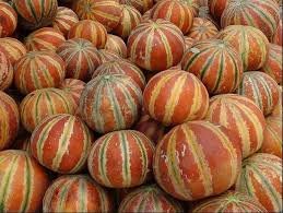 10 PCS Rare Kajari Sweet Melon Fruit Seeds