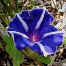 30 PCS Imported Japan 'Fan' Blue White Morning Glory Hybrid Seeds