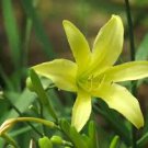10 PCS Hemerocallis Citrina Baroni Seeds, Heirloom Tasty Day Lily Herb Vegetables Seeds