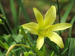 10 PCS Hemerocallis Citrina Baroni Seeds, Heirloom Tasty Day Lily Herb Vegetables Seeds