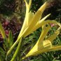 10 PCS Hemerocallis Citrina Baroni Seeds, Heirloom Tasty Day Lily Herb Vegetables Seeds