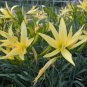 10 PCS Hemerocallis Citrina Baroni Seeds, Heirloom Tasty Day Lily Herb Vegetables Seeds