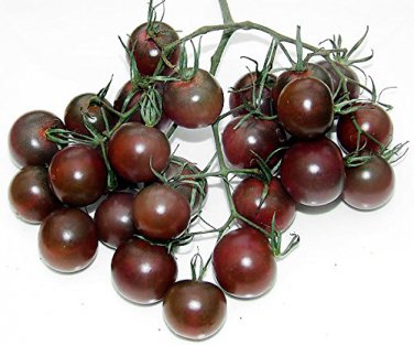 100 PCS Black Royal Little Cherry Tomato Organic Seeds