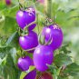 100 PCS New Hybrid Purple Pearl Cherry Tomato Seeds