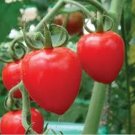 100 PCS Tomatoberry Garden Hybrid Tomato Seeds 100 PCS Tomatoberry Garden Hybrid Tomato Seeds