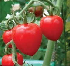 100 PCS Tomatoberry Garden Hybrid Tomato Seeds