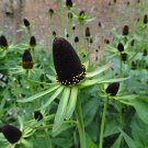50 PCS Genuine Green Wizard Rudbeckia Seeds