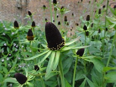 50 PCS Genuine Green Wizard Rudbeckia Seeds