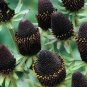 50 PCS Genuine Green Wizard Rudbeckia Seeds