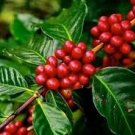 10 PCS Coffee Bean Seeds
