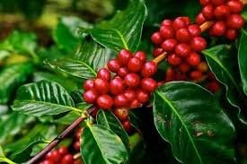 10 PCS Coffee Bean Seeds