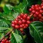 10 PCS Coffee Bean Seeds