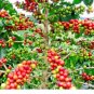 10 PCS Coffee Bean Seeds