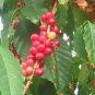 10 PCS Coffee Bean Seeds