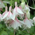 20 PCS Fuchsia 'Annabel' Seeds 20 PCS Fuchsia 'Annabel' Seeds