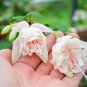 20 PCS Fuchsia 'Annabel' Seeds
