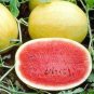 10 PCS Chinese Gift Watermelon Hybrid Yellow Peel Red Watermelon Seeds