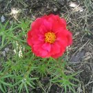 100 PCS Portulaca Grandiflora Rose Red Seeds 100 PCS Portulaca Grandiflora Rose Red Seeds