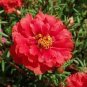 100 PCS Portulaca Grandiflora Rose Red Seeds
