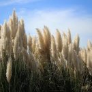 500 PCS White Pampas Grass Cortaderia Selloana Ornamental Plant Seeds 500 PCS White Pampas Grass Cortaderia Selloana Ornamental Plant Seeds
