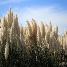 500 PCS White Pampas Grass Cortaderia Selloana Ornamental Plant Seeds