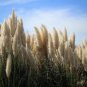 500 PCS White Pampas Grass Cortaderia Selloana Ornamental Plant Seeds