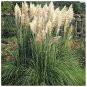 500 PCS White Pampas Grass Cortaderia Selloana Ornamental Plant Seeds