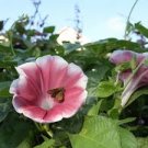 20 PCS Morning Glory Chocolate Rare color Huge Flower Seeds