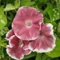 20 PCS Morning Glory Chocolate Rare color Huge Flower Seeds