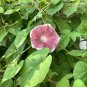 20 PCS Morning Glory Chocolate Rare color Huge Flower Seeds