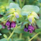10 PCS Blue Shrimp Plant Cerinthe Major showy Flowers Seeds 10 PCS Blue Shrimp Plant Cerinthe Major showy Flowers Seeds