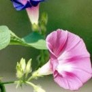 50 PCS Purple Morning Glory Seeds