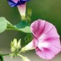 50 PCS Purple Morning Glory Seeds