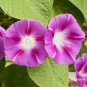 50 PCS Purple Morning Glory Seeds