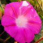 50 PCS Purple Morning Glory Seeds