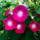 50 PCS Red Morning Glory Seeds Ipomoea purpurea Scarlet Seeds