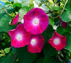 50 PCS Red Morning Glory Seeds Ipomoea purpurea Scarlet Seeds