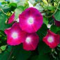 50 PCS Red Morning Glory Seeds Ipomoea purpurea Scarlet Seeds