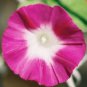 50 PCS Red Morning Glory Seeds Ipomoea purpurea Scarlet Seeds