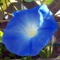 50 PCS Dark Blue Morning Glory Seeds Ipomoea Tricolor 'Heavenly Blue' Seeds