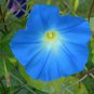 50 PCS Dark Blue Morning Glory Seeds Ipomoea Tricolor 'Heavenly Blue' Seeds
