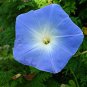 50 PCS Dark Blue Morning Glory Seeds Ipomoea Tricolor 'Heavenly Blue' Seeds