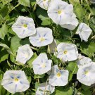 50 PCS Light Blue Morning Glory Seeds Ipomoea Tricolor Blue Star Seeds 50 PCS Light Blue Morning Glory Seeds Ipomoea Tricolor Blue Star Seeds
