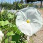 50 PCS Light Blue Morning Glory Seeds Ipomoea Tricolor Blue Star Seeds